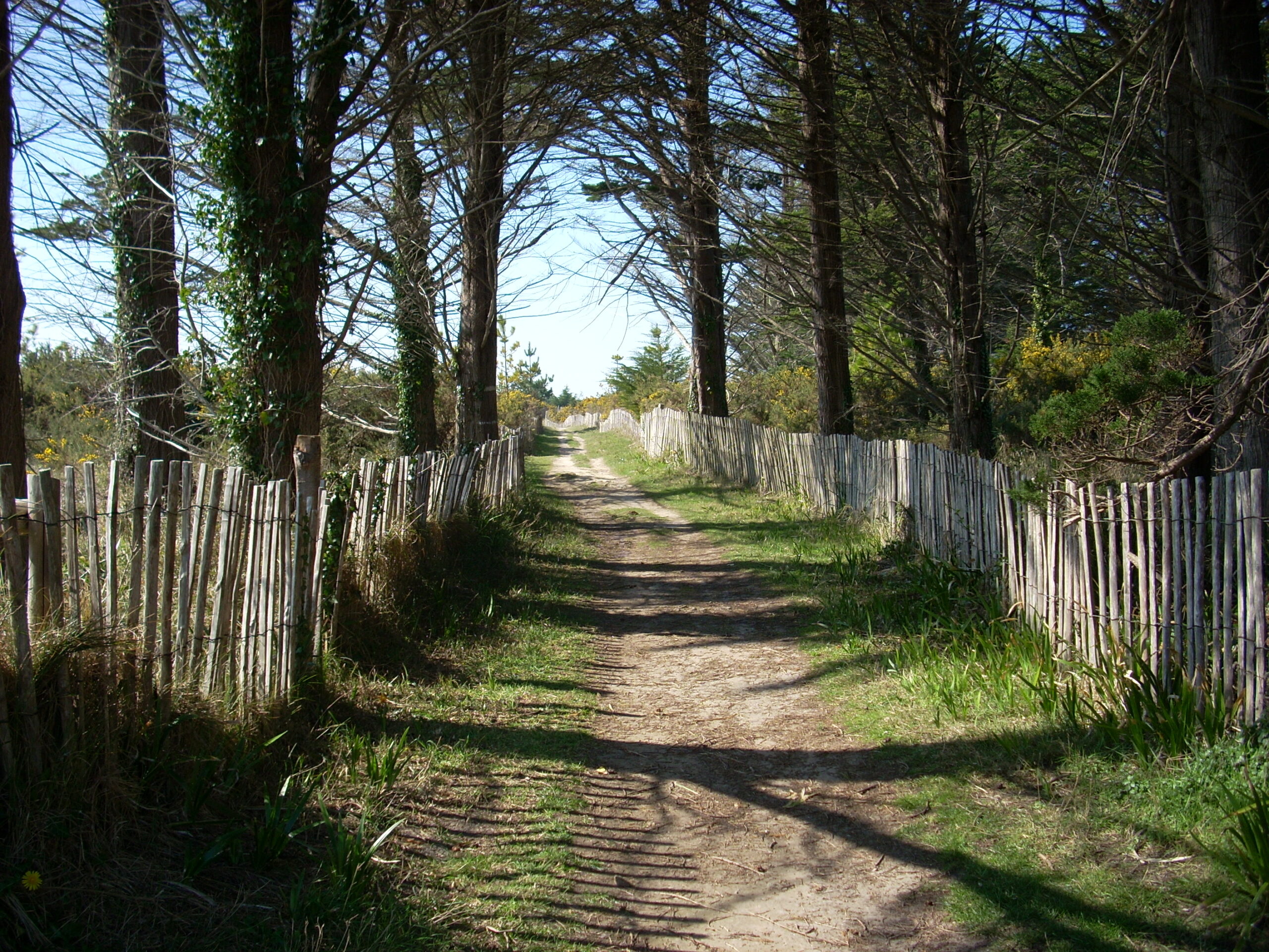 Forêt domaniale