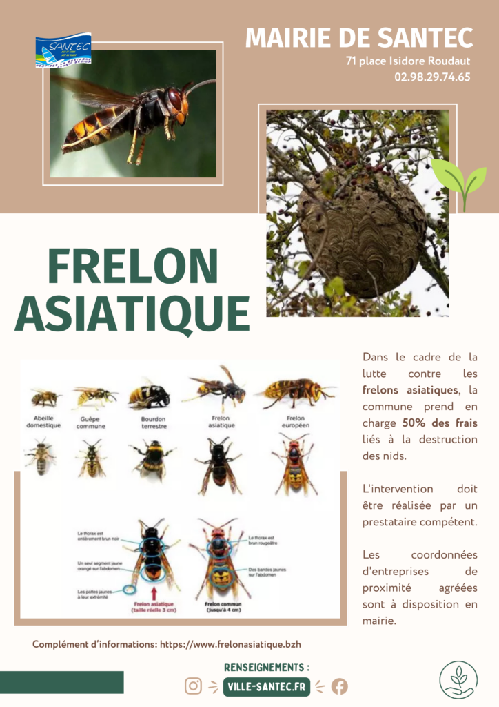 Communiqué frelon asiatique